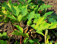 [ẢNH] Những loài thực vật cực độc nguy hiểm nhất trên thế giới