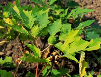 [ẢNH] Những loài thực vật cực độc nguy hiểm nhất trên thế giới