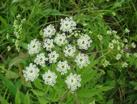 [ẢNH] Những loài thực vật cực độc nguy hiểm nhất trên thế giới