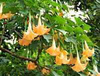 [ẢNH] Những loài thực vật cực độc nguy hiểm nhất trên thế giới