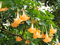 [ẢNH] Những loài thực vật cực độc nguy hiểm nhất trên thế giới