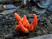 [ẢNH] Những loài thực vật cực độc nguy hiểm nhất trên thế giới