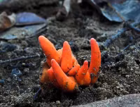 [ẢNH] Những loài thực vật cực độc nguy hiểm nhất trên thế giới