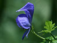 [ẢNH] Những loài thực vật cực độc nguy hiểm nhất trên thế giới