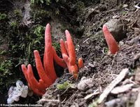 [ẢNH] Những loài thực vật cực độc nguy hiểm nhất trên thế giới