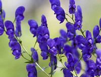 [ẢNH] Những loài thực vật cực độc nguy hiểm nhất trên thế giới