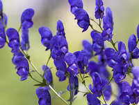 [ẢNH] Những loài thực vật cực độc nguy hiểm nhất trên thế giới