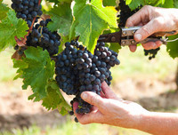 [ẢNH] Top 10 thực phẩm 