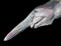 [ẢNH] Những sinh vật 