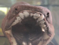 [ẢNH] Những sinh vật 