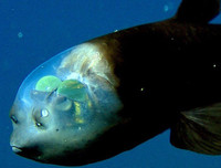 [ẢNH] Những sinh vật 