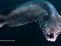 [ẢNH] Những sinh vật 