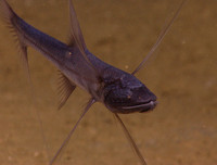 [ẢNH] Những sinh vật 