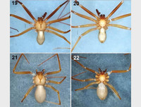 [ẢNH] Những loài động vật nhỏ nhưng có nọc độc cực mạnh