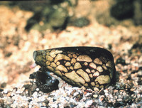 [ẢNH] Những loài động vật nhỏ nhưng có nọc độc cực mạnh