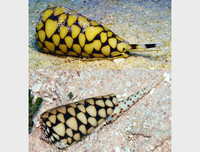 [ẢNH] Những loài động vật nhỏ nhưng có nọc độc cực mạnh