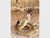 [ẢNH] Những loài động vật nhỏ nhưng có nọc độc cực mạnh