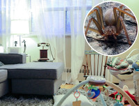 [ẢNH] Những loài động vật nhỏ nhưng có nọc độc cực mạnh