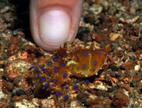 [ẢNH] Những loài động vật nhỏ nhưng có nọc độc cực mạnh