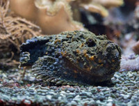 [ẢNH] Những loài động vật nhỏ nhưng có nọc độc cực mạnh