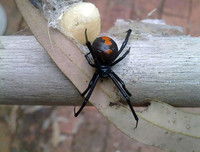 [ẢNH] Những loài động vật nhỏ nhưng có nọc độc cực mạnh