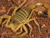 [ẢNH] Những loài động vật nhỏ nhưng có nọc độc cực mạnh