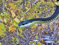 [ẢNH] Những loài động vật nhỏ nhưng có nọc độc cực mạnh