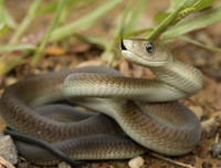 [ẢNH] Những loài động vật nhỏ nhưng có nọc độc cực mạnh