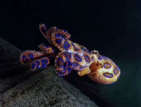 [ẢNH] Những loài động vật nhỏ nhưng có nọc độc cực mạnh