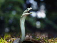 [ẢNH] Những loài động vật nhỏ nhưng có nọc độc cực mạnh