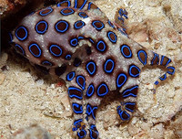 [ẢNH] Những loài động vật nhỏ nhưng có nọc độc cực mạnh