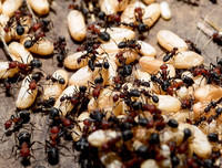 [ẢNH] Những đặc sản 