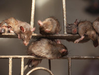 [ẢNH] Chiêm ngưỡng vẻ đẹp của những ngôi đền, chùa kỳ lạ trên thế giới