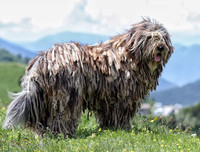 [ẢNH] Những loài vật có bộ lông cực 