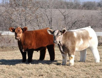 [ẢNH] Những loài vật có bộ lông cực 