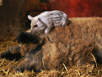 [ẢNH] Những loài vật có bộ lông cực 