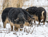 [ẢNH] Những loài vật có bộ lông cực 