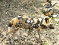 [ẢNH] Những loài vật có bộ lông cực 