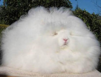 [ẢNH] Những loài vật có bộ lông cực 