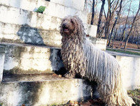 [ẢNH] Những loài vật có bộ lông cực 