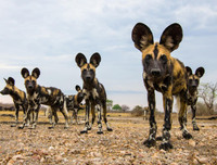 [ẢNH] Những loài vật có bộ lông cực 