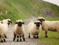 [ẢNH] Những loài vật có bộ lông cực 