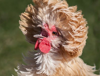 [ẢNH] Những loài vật có bộ lông cực 