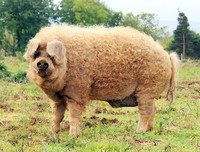 [ẢNH] Những loài vật có bộ lông cực 