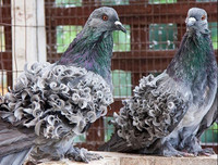 [ẢNH] Những loài vật có bộ lông cực 