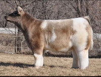 [ẢNH] Những loài vật có bộ lông cực 