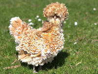 [ẢNH] Những loài vật có bộ lông cực 