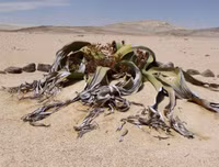 [ẢNH] Chiêm ngưỡng những loài thực vật 