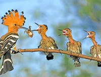 [ẢNH] Chiêm ngưỡng vẻ đẹp độc, lạ của một số loài chim trên thế giới