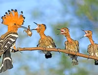 [ẢNH] Chiêm ngưỡng vẻ đẹp độc, lạ của một số loài chim trên thế giới